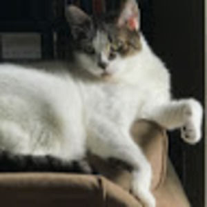 Meet your Posher, Lux